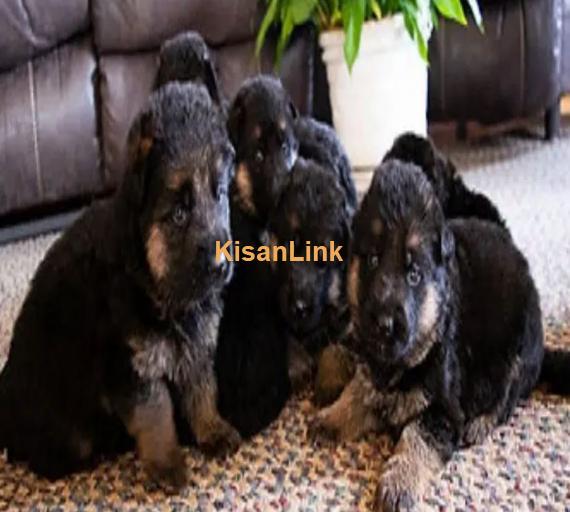 German Shepherd Puppies For Sale Perfect for Loving Families