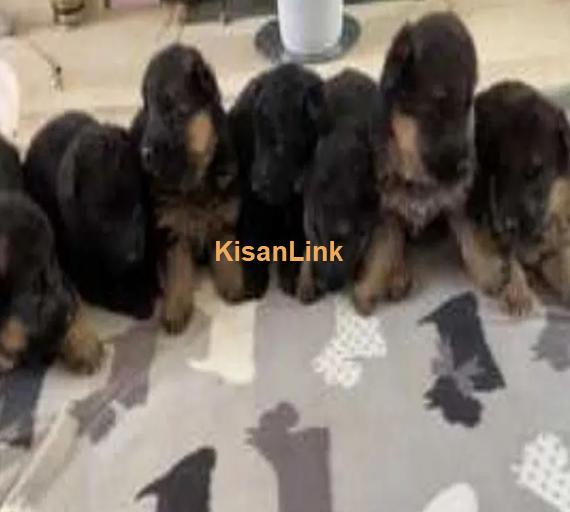 German Shepherd Puppies For Sale Perfect for Loving Families