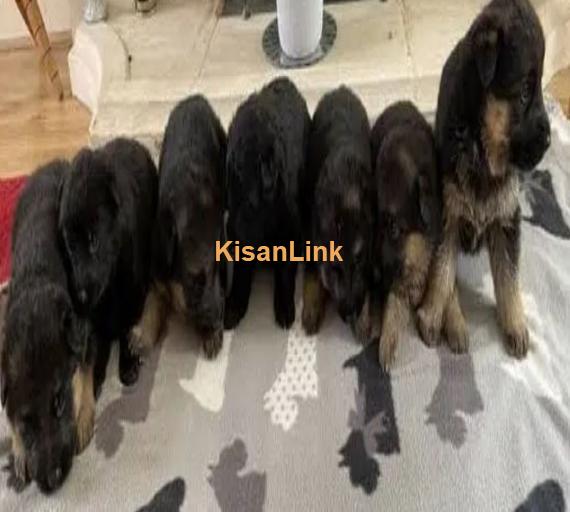 German Shepherd Puppies For Sale Perfect for Loving Families