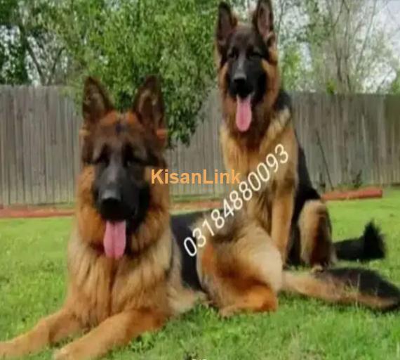 German Shepherd Puppies For Sale Perfect for Loving Families