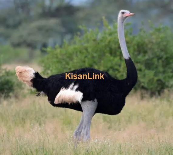 Ostrich