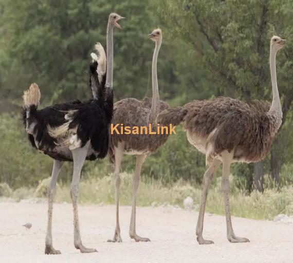 Ostrich