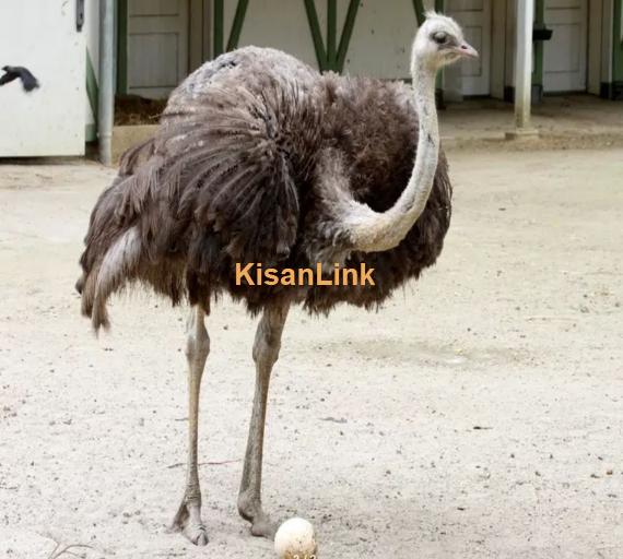 Ostrich