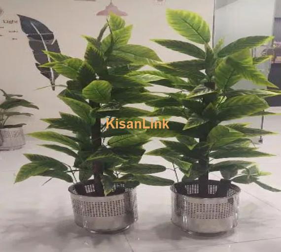 Small Plants , Bigs Plants