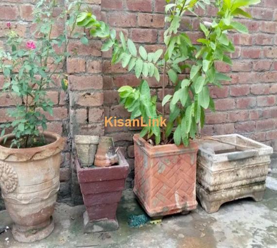 Plants and pots for sale