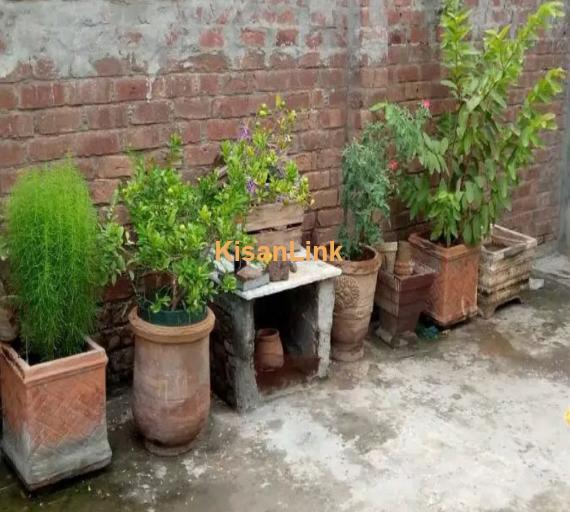 Plants and pots for sale