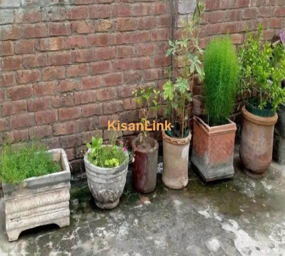 Plants and pots for sale