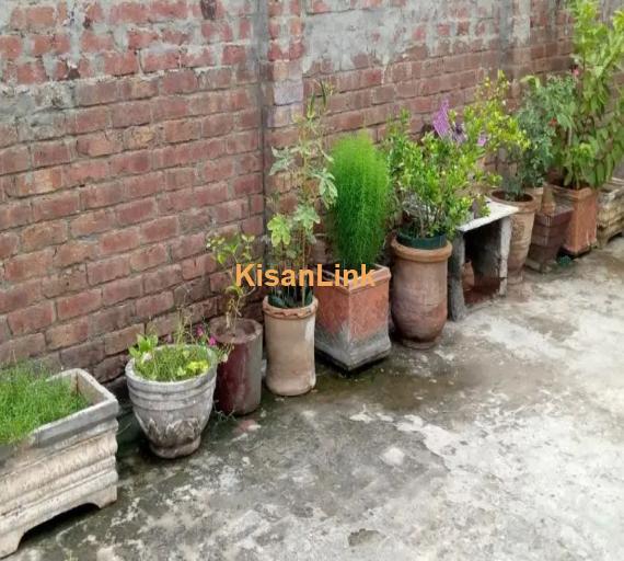 Plants and pots for sale