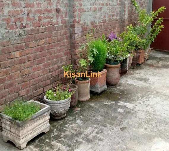 Plants and pots for sale