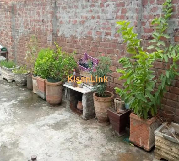 Plants and pots for sale