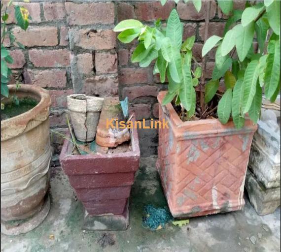 Plants and pots for sale