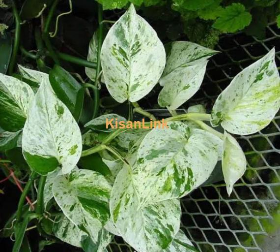 Snow Queen (pothos, money Plant)