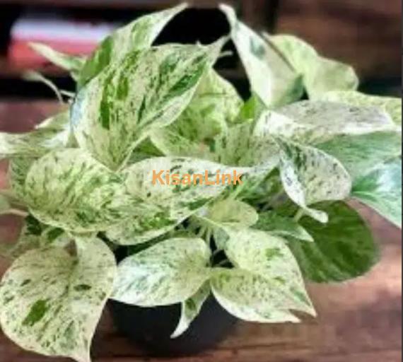 Snow Queen (pothos, money Plant)