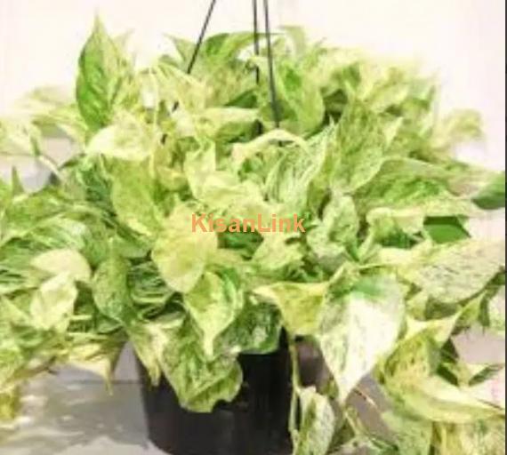 Snow Queen (pothos, money Plant)