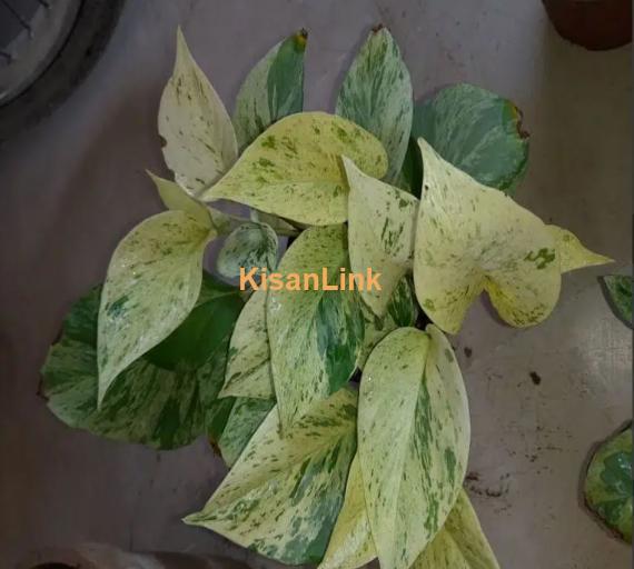 Snow Queen (pothos, money Plant)
