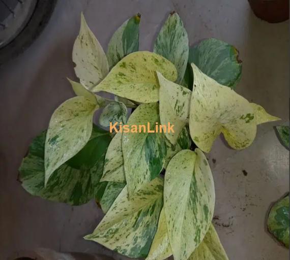 Snow Queen (pothos, money Plant)