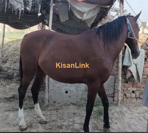 Horse For Sale