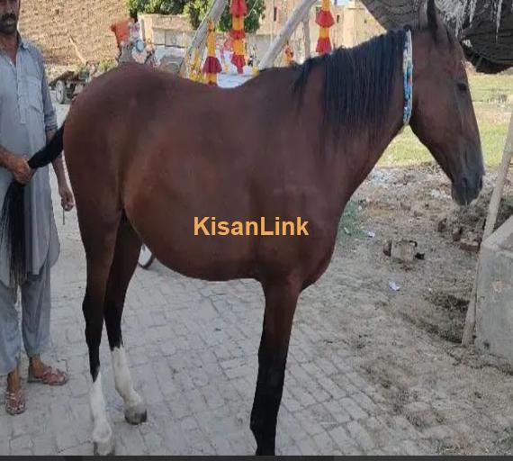 Horse For Sale