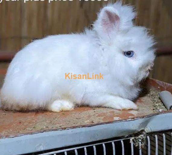 Hotot Dwarf female bunny fancy rabbit extreme Quality Father imported