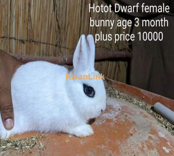 Hotot Dwarf female bunny fancy rabbit extreme Quality Father imported