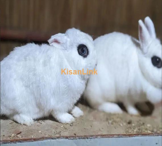 Hotot Dwarf female bunny fancy rabbit extreme Quality Father imported