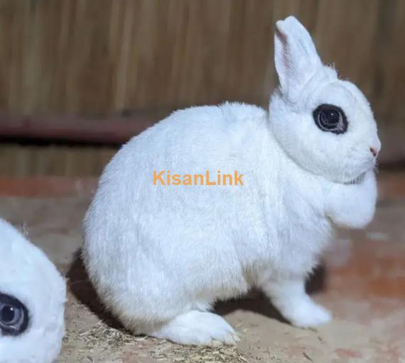 Hotot Dwarf female bunny fancy rabbit extreme Quality Father imported