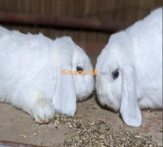 Hotot Dwarf female bunny fancy rabbit extreme Quality Father imported