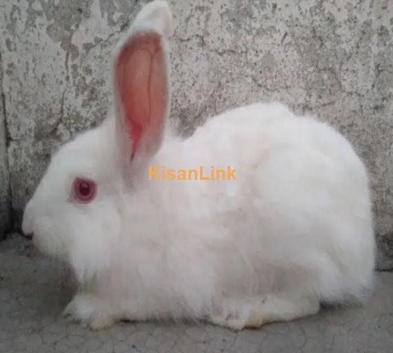 Adult red eyes angora female for sale