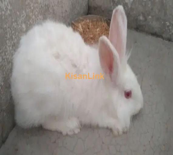 Adult red eyes angora female for sale