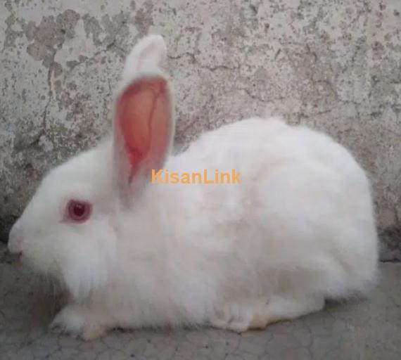 Adult red eyes angora female for sale