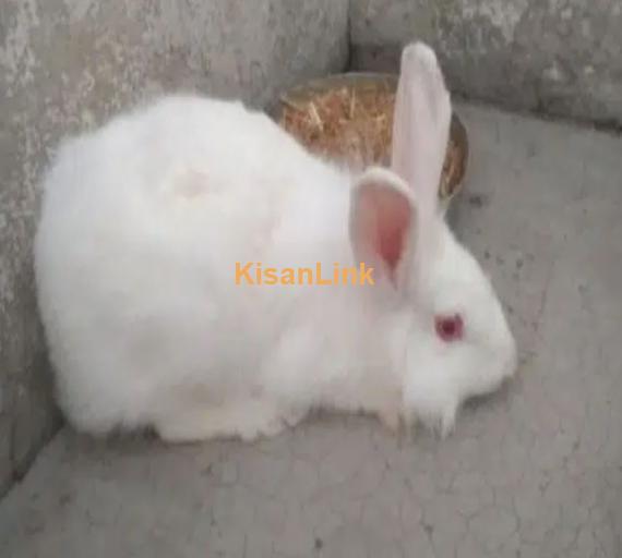 Adult red eyes angora female for sale