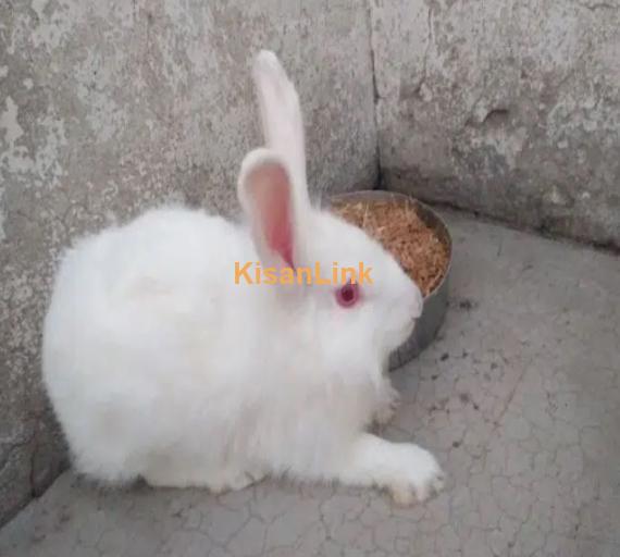 Adult red eyes angora female for sale