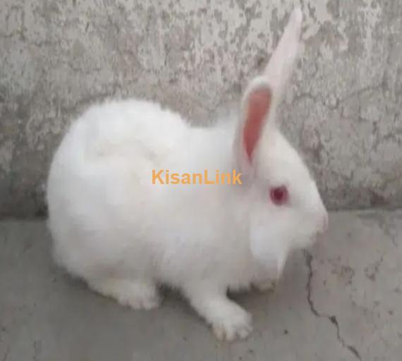 Adult red eyes angora female for sale