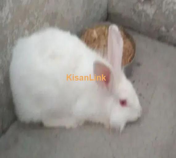 Adult red eyes angora female for sale