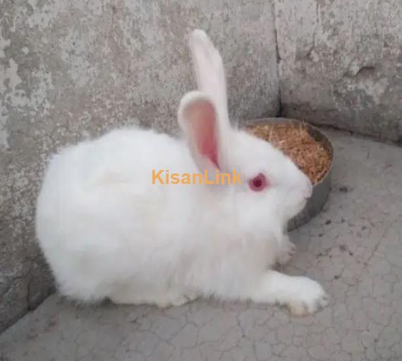 Adult red eyes angora female for sale
