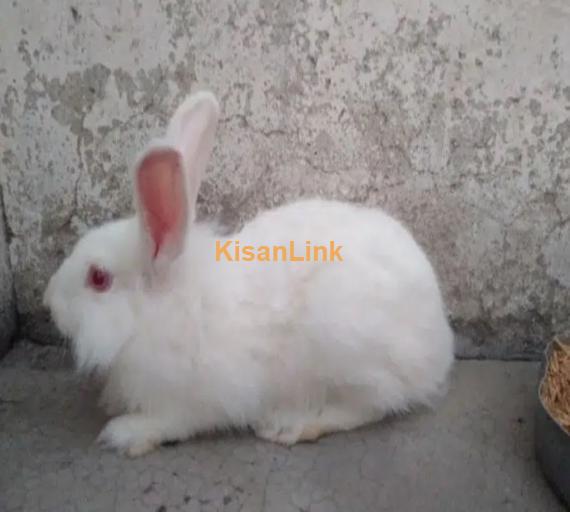 Adult red eyes angora female for sale