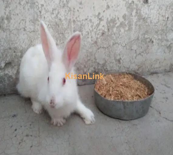Adult red eyes angora female for sale