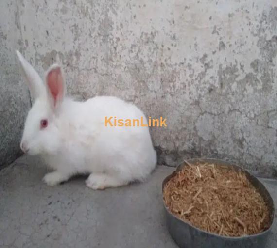 Adult red eyes angora female for sale