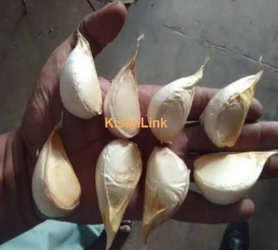 G1 Garlic full dry seeds