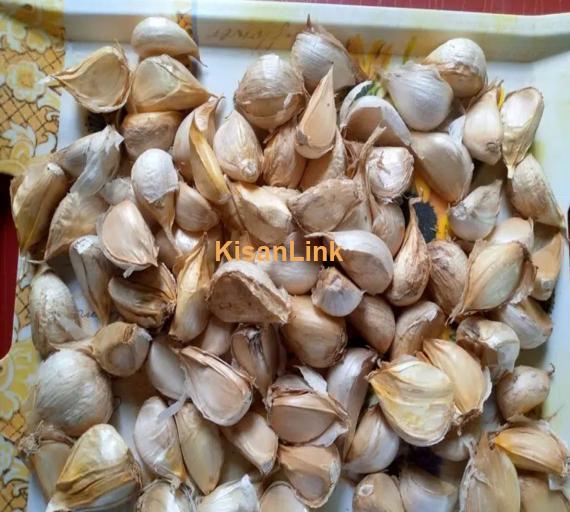 جی 1 گارلک 100 فیصد خشک G1 Garlic 100% dry