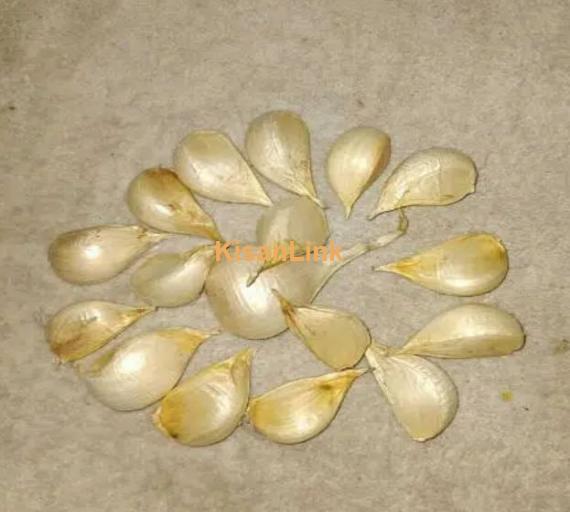 G1 garlic for sale
