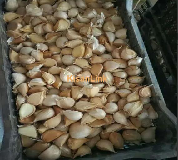 G1 garlic for sale