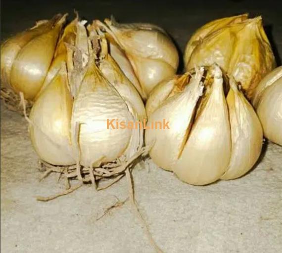 G1 garlic for sale