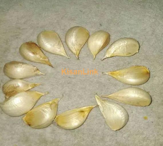 G1 garlic for sale