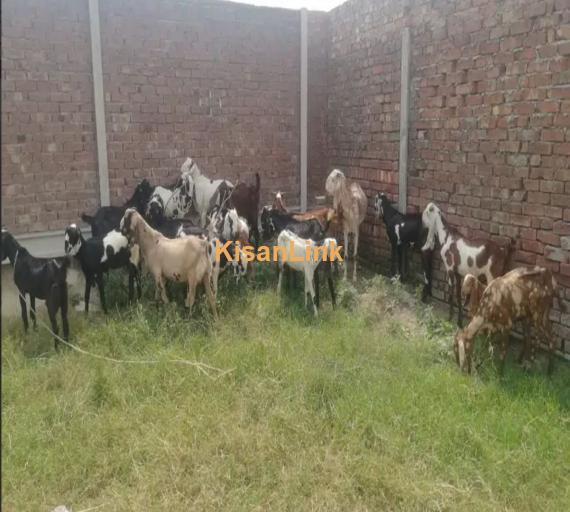 Goats/Sheeps/kids per kg 1050/ For sale 03225535125