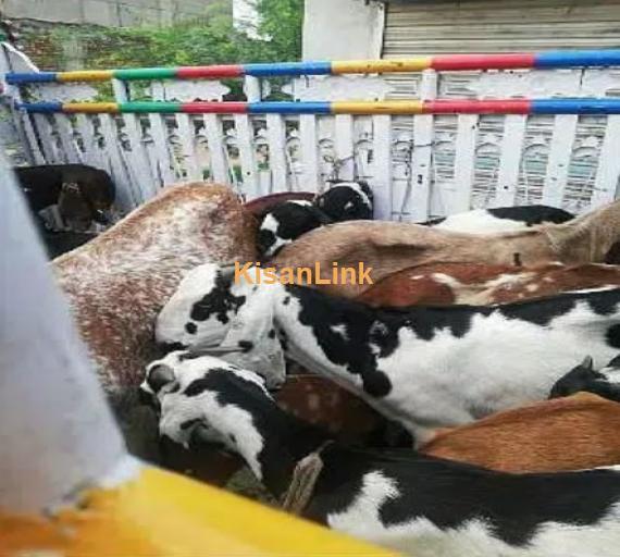 Goats/Sheeps/kids per kg 1050/ For sale 03225535125