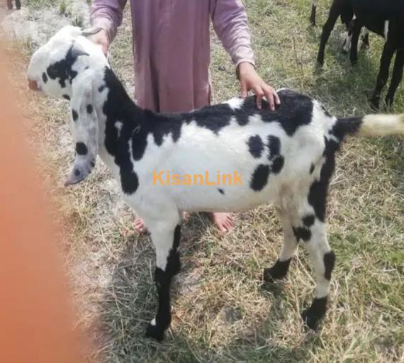 Goats/Sheeps/kids per kg 1050/ For sale 03225535125