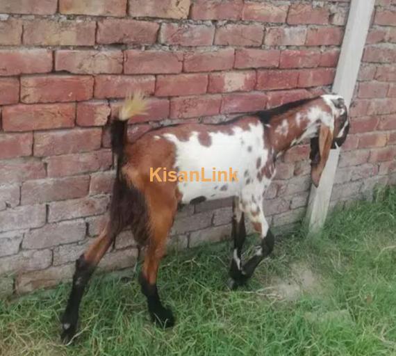 Goats/Sheeps/kids per kg 1050/ For sale 03225535125