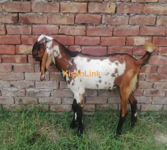 Goats/Sheeps/kids per kg 1050/ For sale 03225535125