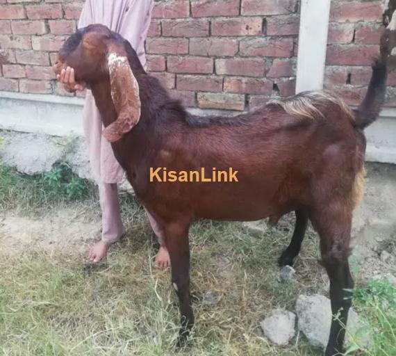 Goats/Sheeps/kids per kg 1050/ For sale 03225535125